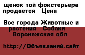 щенок той-фокстерьера продается › Цена ­ 25 000 - Все города Животные и растения » Собаки   . Воронежская обл.